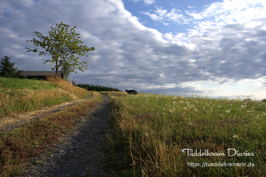 Hunderunde