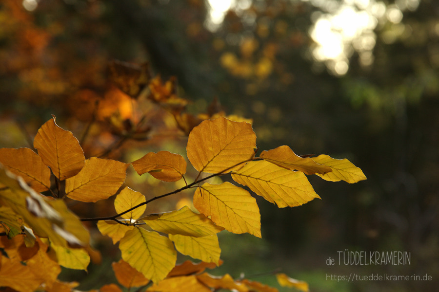 das Leuchten im Walde