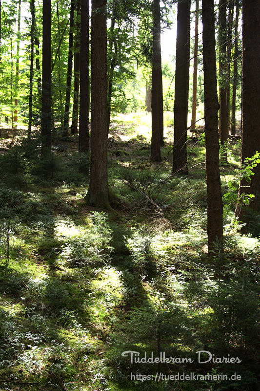 so still im Wald