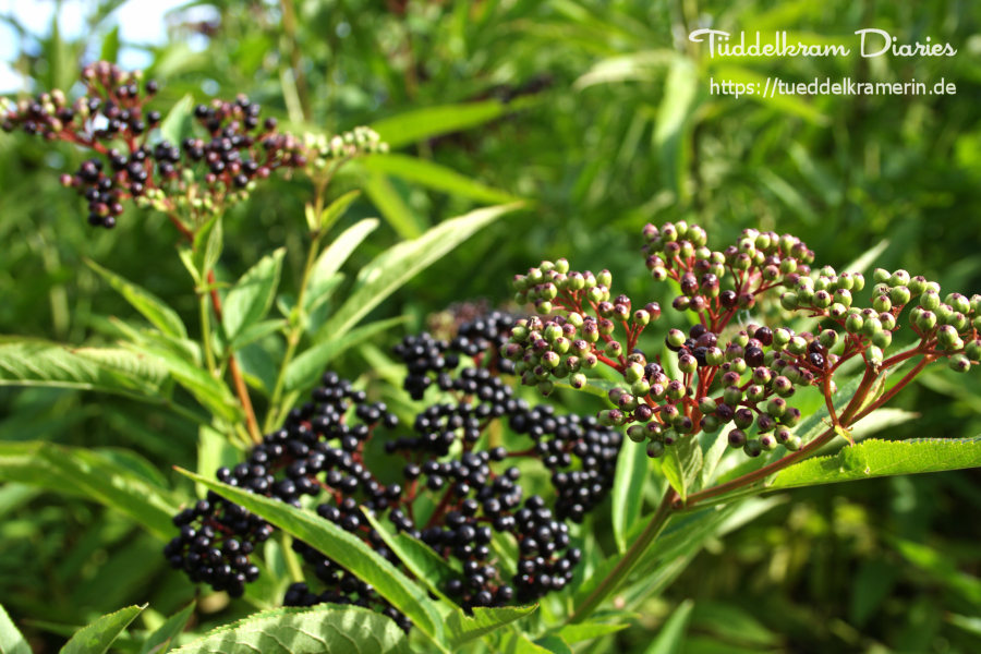 Hollerbeeren