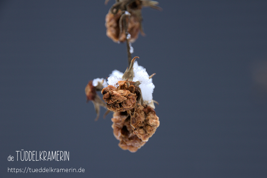 Januar-Schneehäubchen