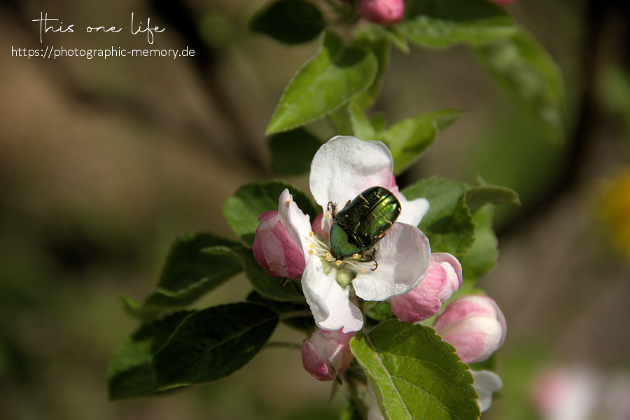 ein Rosenkäfer in der Apfelblüte