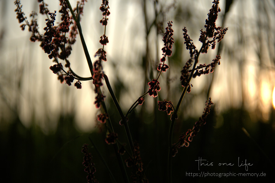 Abendstimmung am Feld