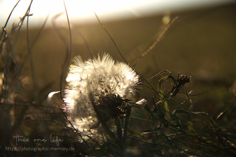 Abendstimmung am Feld