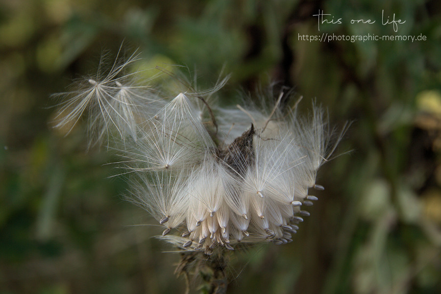 irgendwo in der Wiese, zum Abflug bereit