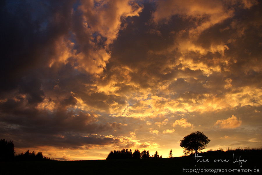 der Himmel über dem Wald