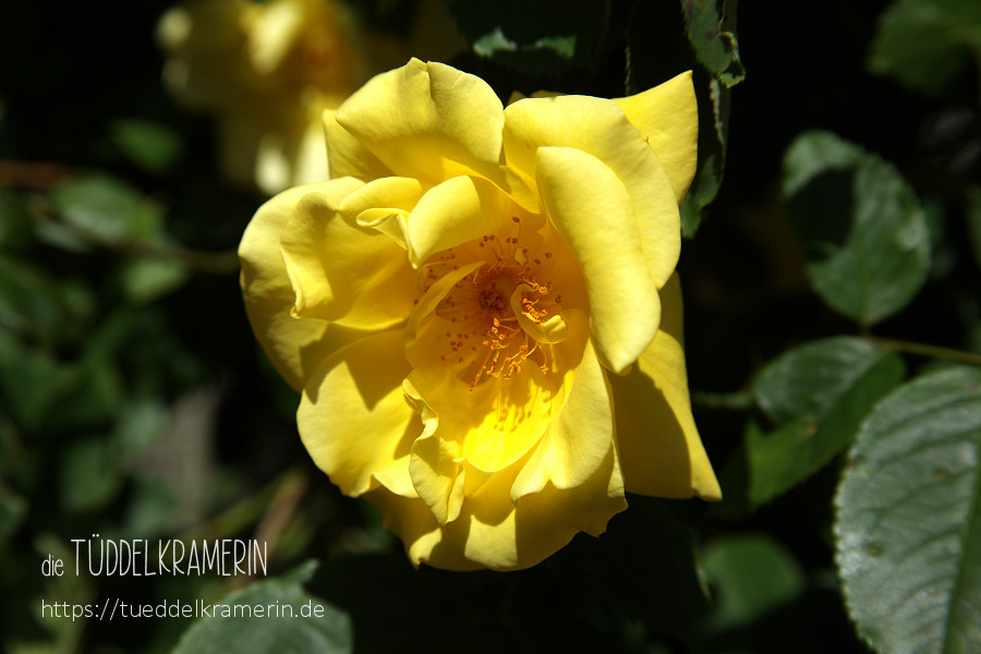 die Hummelverführerin